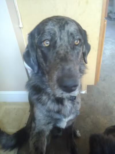 Sanilac County Humane Society - Carsonville, MI