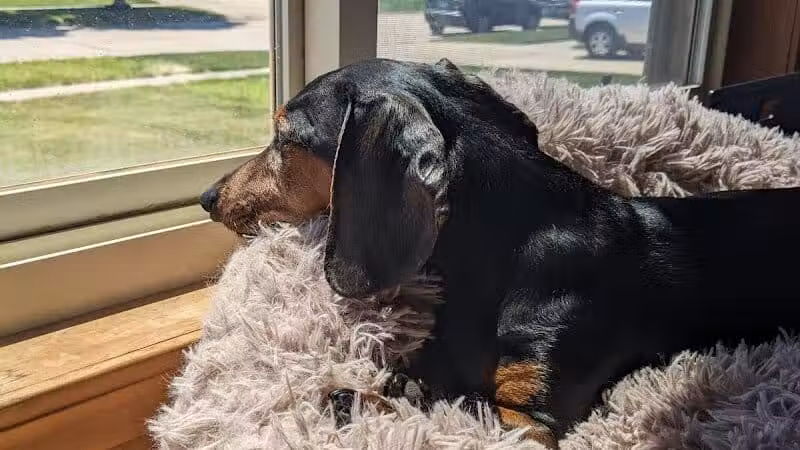 Sanilac County Humane Society - Carsonville, MI