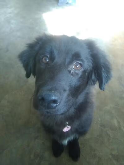 Sanilac County Humane Society - Carsonville, MI