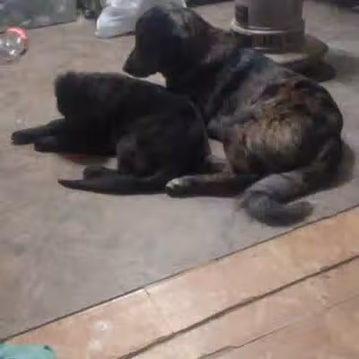 Sanilac County Humane Society - Carsonville, MI