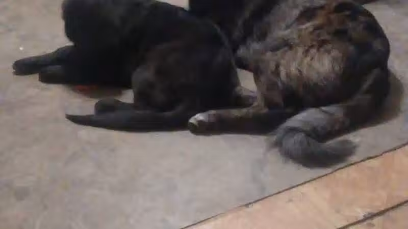 Sanilac County Humane Society - Carsonville, MI