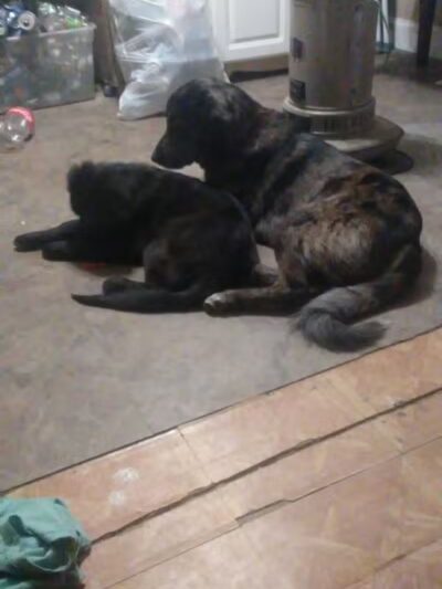 Sanilac County Humane Society - Carsonville, MI