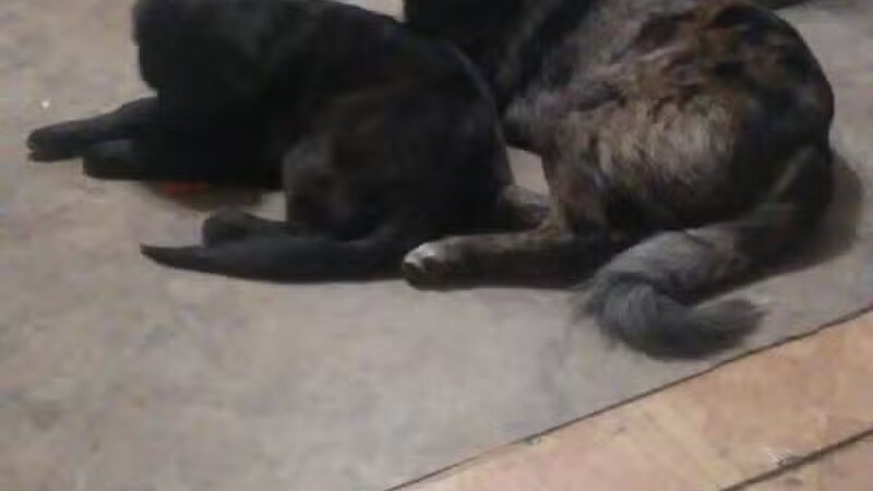 Sanilac County Humane Society - Carsonville, MI