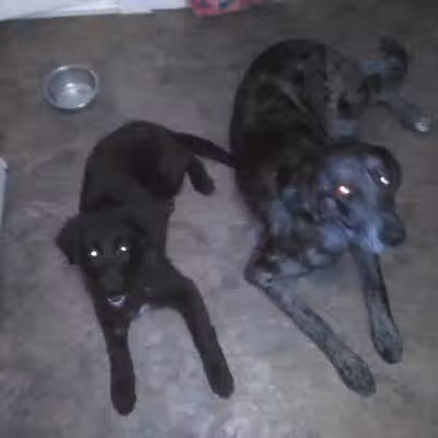 Sanilac County Humane Society - Carsonville, MI