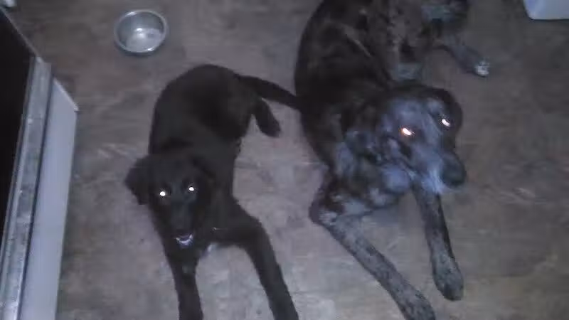 Sanilac County Humane Society - Carsonville, MI