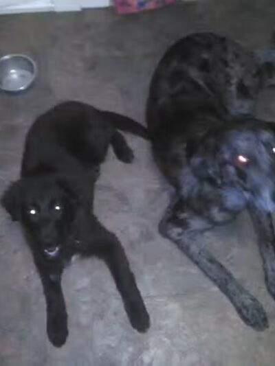 Sanilac County Humane Society - Carsonville, MI