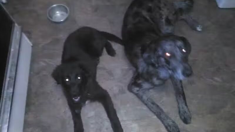 Sanilac County Humane Society - Carsonville, MI