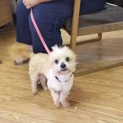 Sanilac County Humane Society - Carsonville, MI