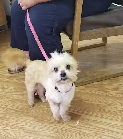 Sanilac County Humane Society - Carsonville, MI