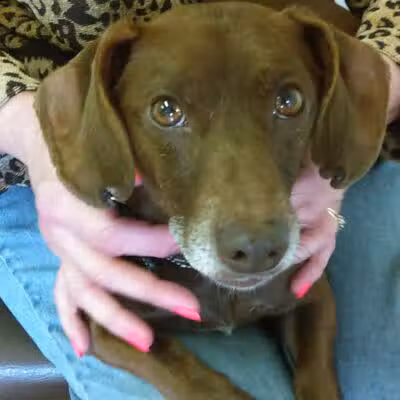 Sanilac County Humane Society - Carsonville, MI