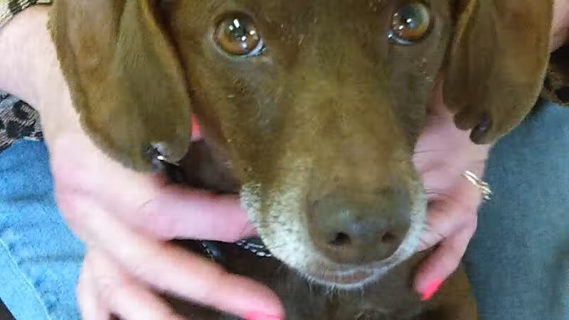 Sanilac County Humane Society - Carsonville, MI