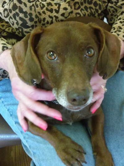 Sanilac County Humane Society - Carsonville, MI