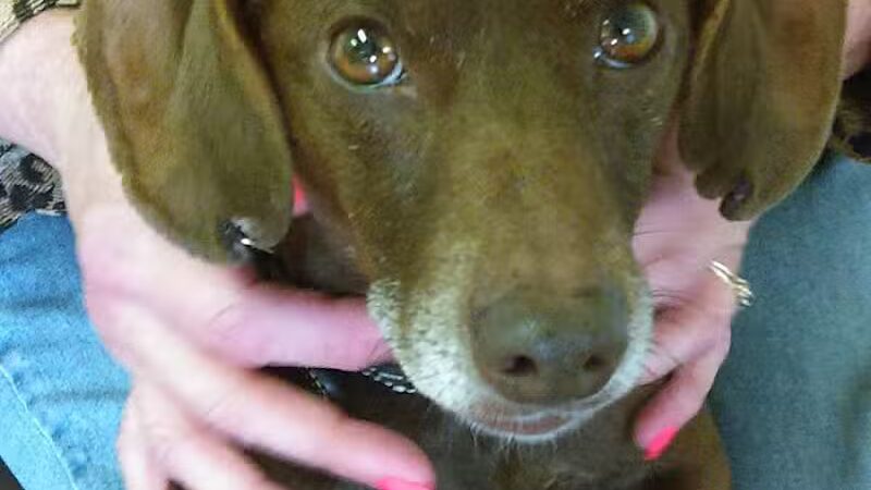 Sanilac County Humane Society - Carsonville, MI