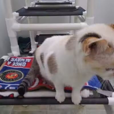 Sanilac County Humane Society - Carsonville, MI