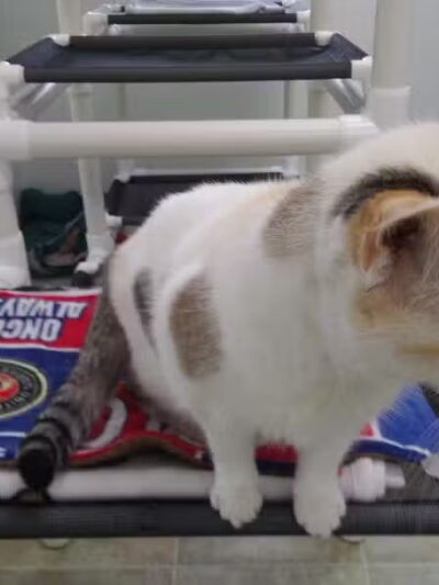 Sanilac County Humane Society - Carsonville, MI