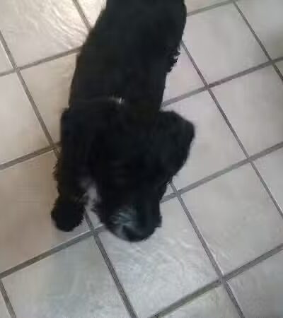 Sanilac County Humane Society - Carsonville, MI