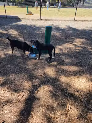Bartow County Dog Park - Cartersville, GA