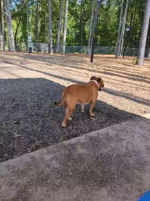 Carpenter Dog Park - Cary, NC