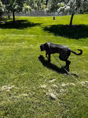 Native K9 - Caseville,