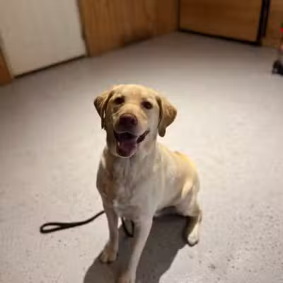 Native K9 - Caseville,