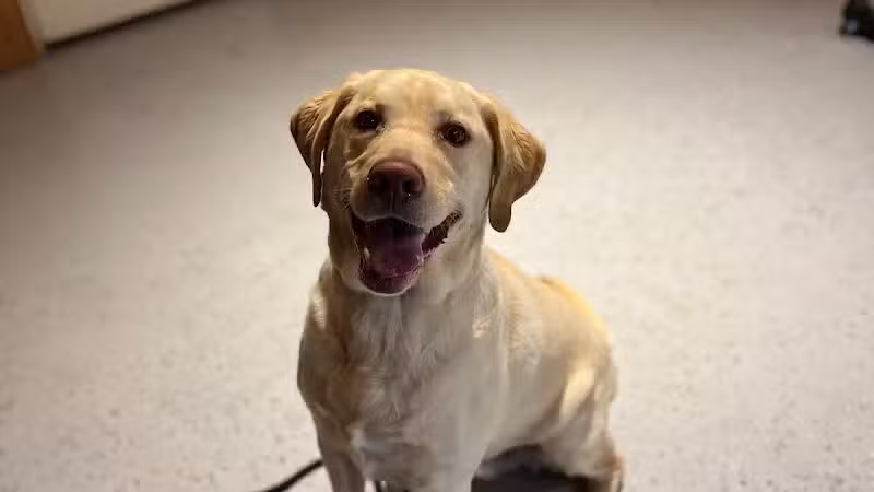 Native K9 - Caseville,