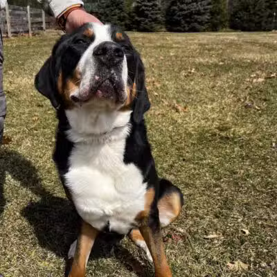 Native K9 - Caseville,