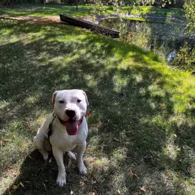 Native K9 - Caseville,