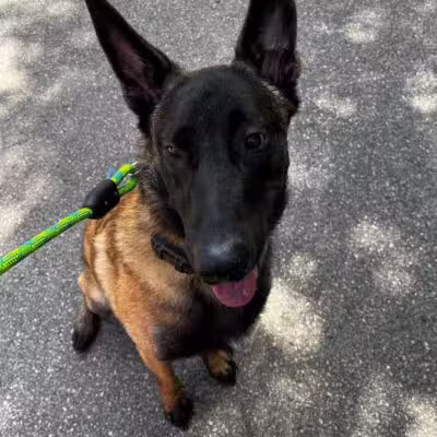 Native K9 - Caseville,
