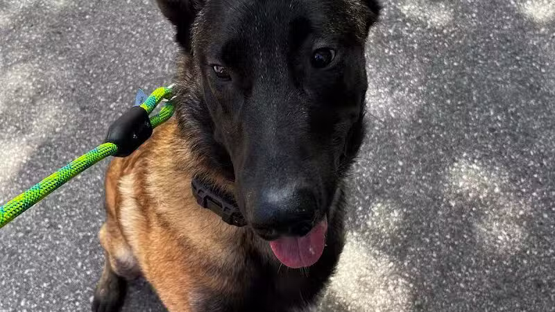 Native K9 - Caseville,