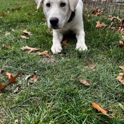 Native K9 - Caseville,