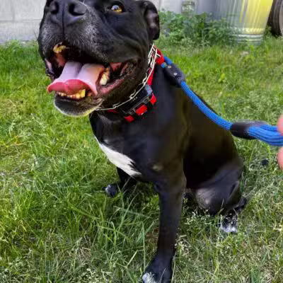 Native K9 - Caseville,