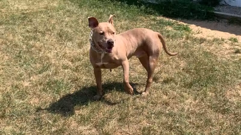 Caseville Township Dog Park - Caseville Township, MI