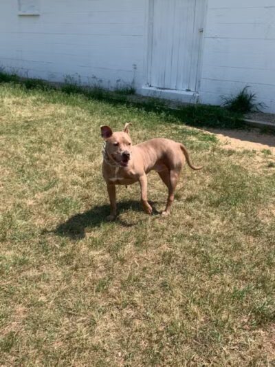 Caseville Township Dog Park - Caseville Township, MI