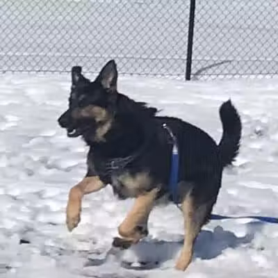 Caseville Township Dog Park - Caseville Township, MI