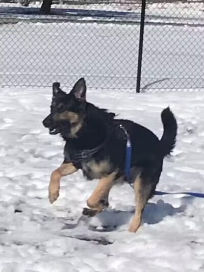 Caseville Township Dog Park - Caseville Township, MI