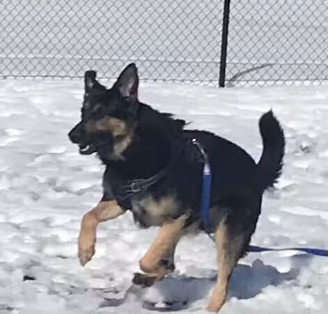 Caseville Township Dog Park - Caseville Township, MI