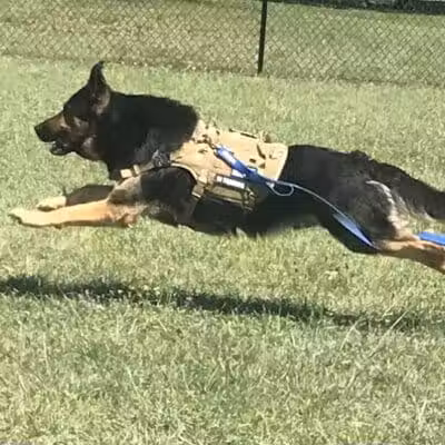 Caseville Township Dog Park - Caseville Township, MI