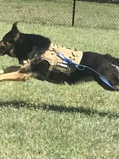 Caseville Township Dog Park - Caseville Township, MI