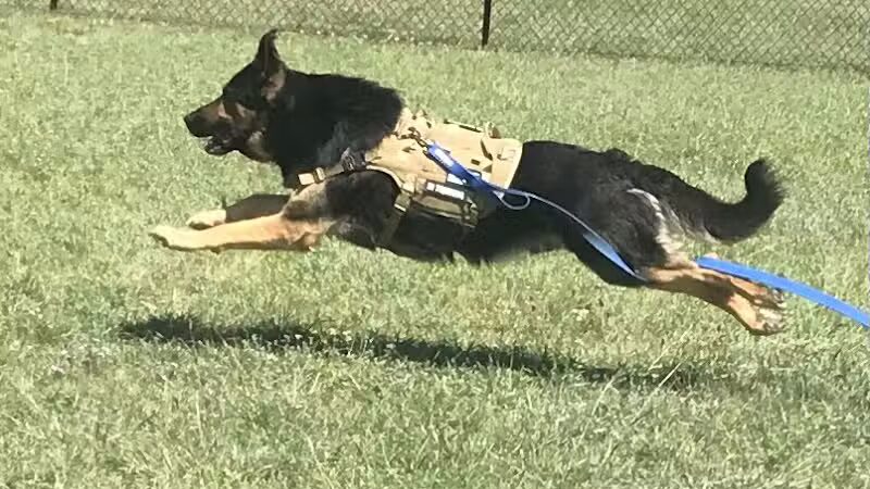 Caseville Township Dog Park - Caseville Township, MI