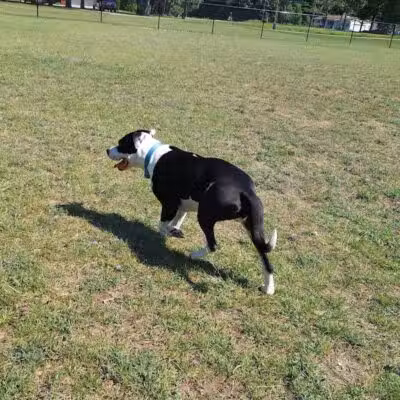 Caseville Township Dog Park - Caseville Township, MI