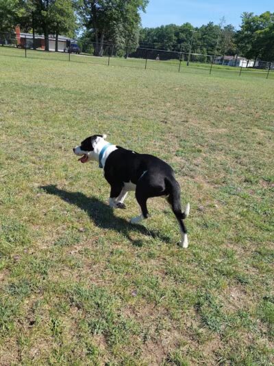 Caseville Township Dog Park - Caseville Township, MI