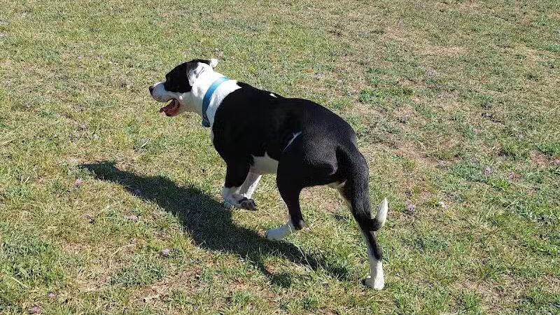 Caseville Township Dog Park - Caseville Township, MI