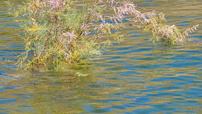 Castaic Lake State Recreation Area - Castaic, CA