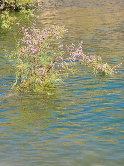 Castaic Lake State Recreation Area - Castaic, CA