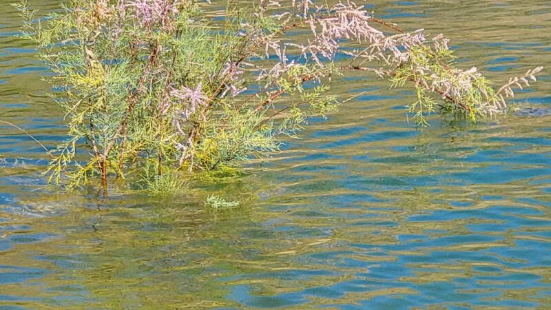 Castaic Lake State Recreation Area - Castaic, CA