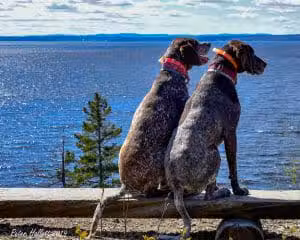Witherle Woods - Castine, ME