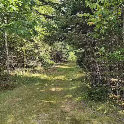 Witherle Woods - Castine, ME