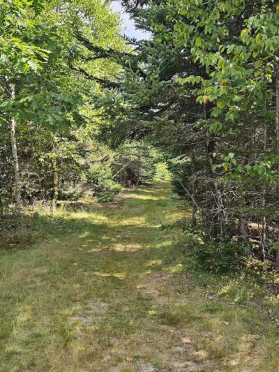 Witherle Woods - Castine, ME