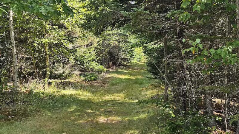 Witherle Woods - Castine, ME