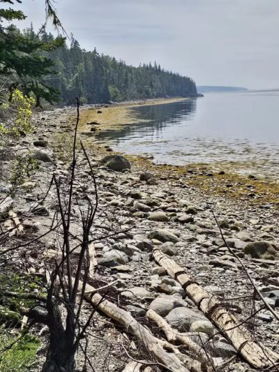 Witherle Woods - Castine, ME